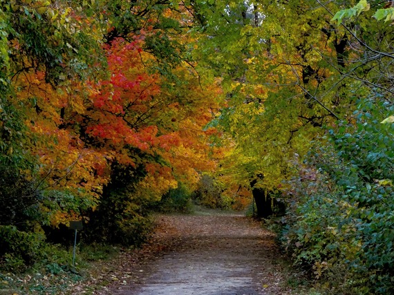 Fall Trail - Steven Puleo