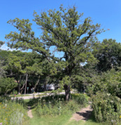 A bur oak more than 100 years old exhibits canopy dieback and epicormic branching caused by twolined chestnut borer. / Photo Credit: Wisconsin DNR