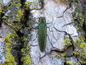 Photo of an adult emerald ash borer.
