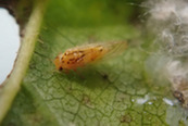 Photo of an adult cottony ash psyllid