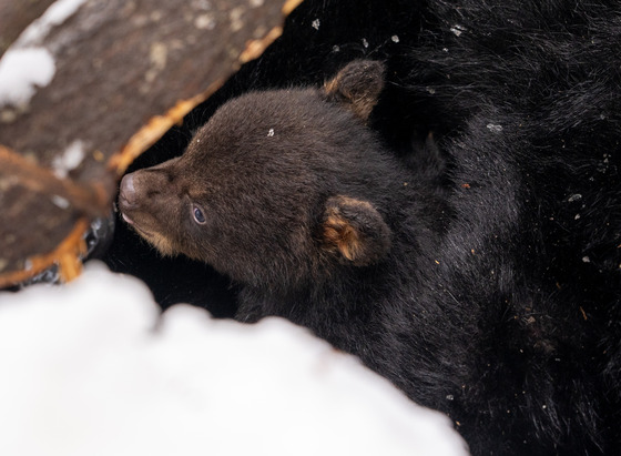 A small black bear cub in a bear den. 