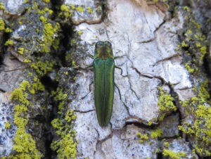 An adult emerald ash borer beetle