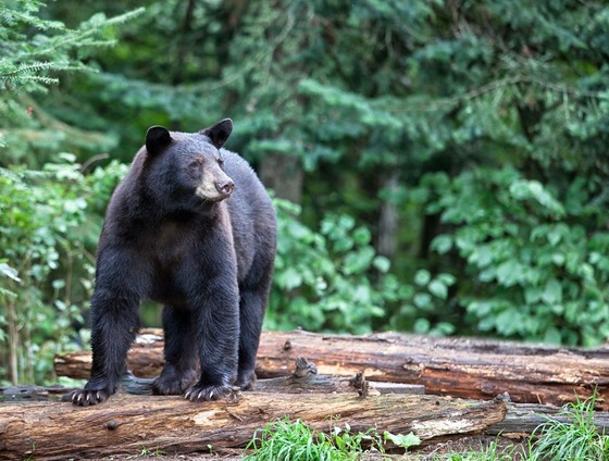 An adult black bear stands on a fallen tree in an wooded area. 