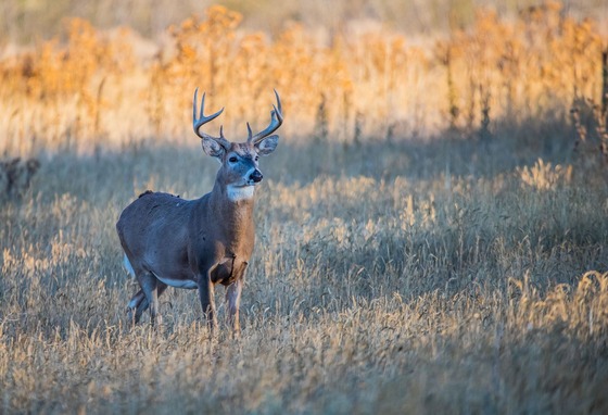 majestic buck stands in a corn field