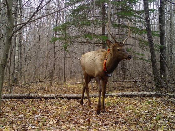 elk standing in woods