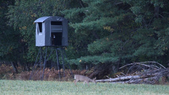 buck walking in front of deer stand