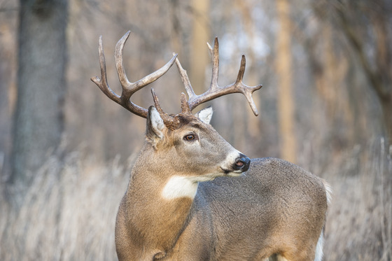 profile of buck in a field