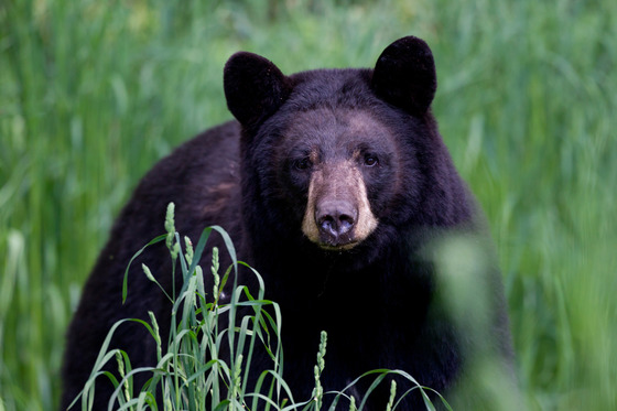 Applications for the 2024 black bear season are due by 11:59 p.m. on Dec. 10, 2023. 