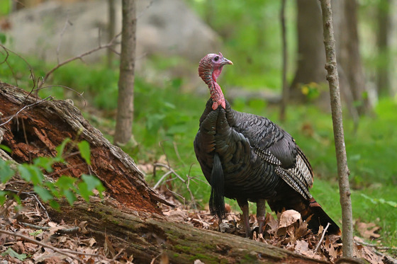 a turkey in the woods