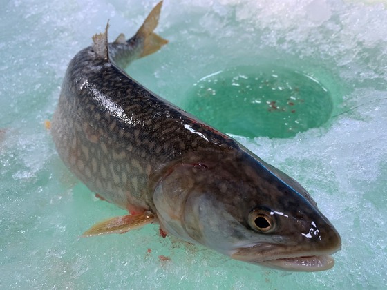 A lake trout lays on blue ice next to an ice fishing hole.