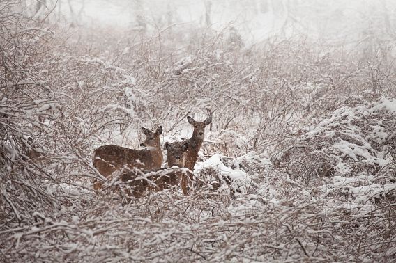 Three antlerless deer standing in tall brush as the snow falls. 