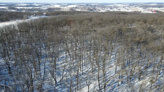 A drone photo of New Glarus Woods State Park from above showing a forest of bare trees.
