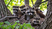 A family of raccoons in a tree.