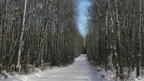 A groomed cross-country ski trail through the woods at Brule River State Forest, flanked by tall birch trees.