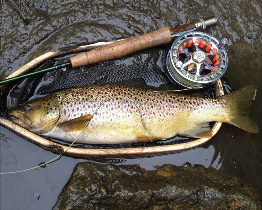 A brown trout in a net alongside a fly fishing rod. 