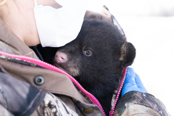 Black bear cub is kept warm under a DNR staff member's coat. 