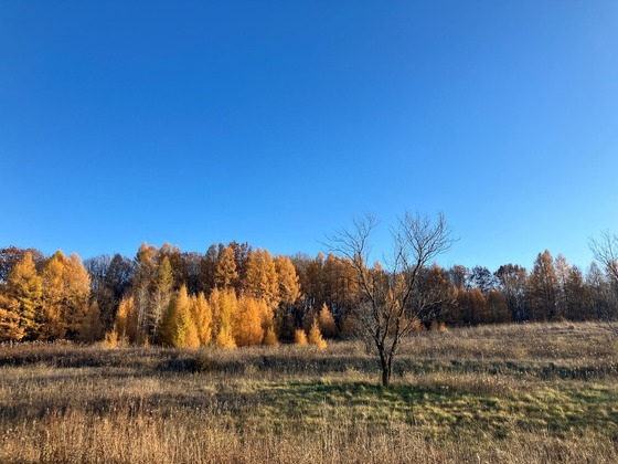 trees and field at kettle moraine state forest - pike lake unit