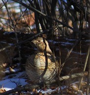 Ruffed Grouse