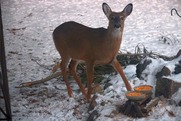 Supplemental Feeding Corey Seeman