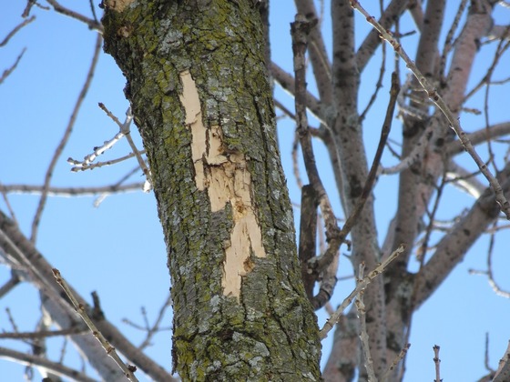 Woodpecker flecking on a tree in winter