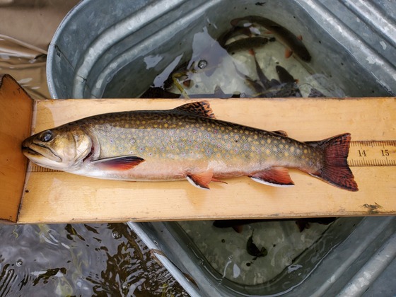 A brook trout is photographed on a measuring board. 