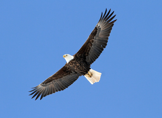 A bald eagle soaring in Wisconsin's skies