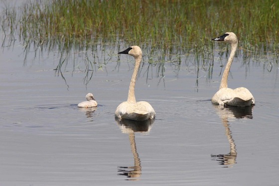 Three trumpeter swans in Fish Lake