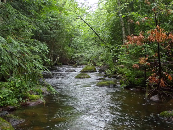 A small stream winds through think tree cover. 
