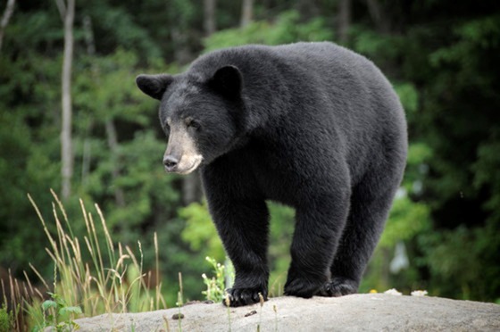 A black bear stands on a rock with lush trees in the background. 