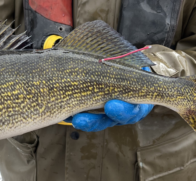 Gloved hands hold a walleye that has a red floy tag attached by it's dorsal fin. 