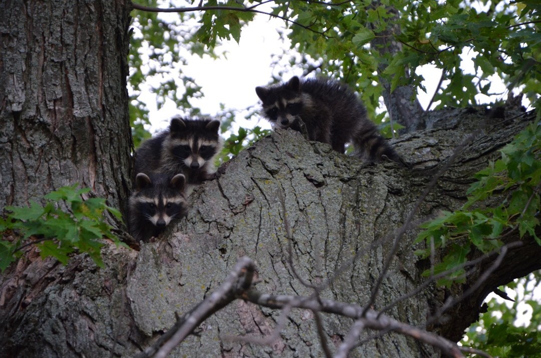 Several young raccoons, known as kits, sitting on a tree branch."