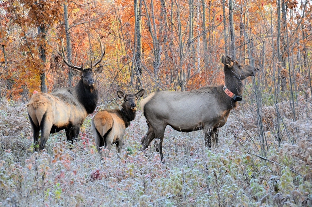 A bull, calf and cow elk stand together in the woods. 