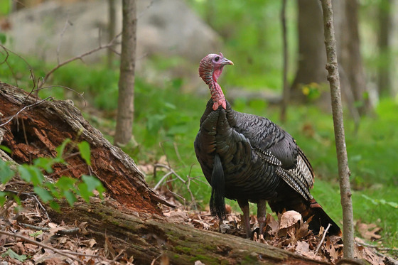 a turkey looking away from the camera in a forest near a fallen tree trunk