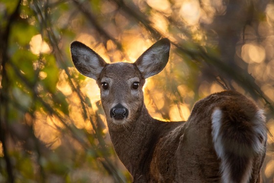 A white-tailed deer looks back over its shoulder toward you with woods in the background. 