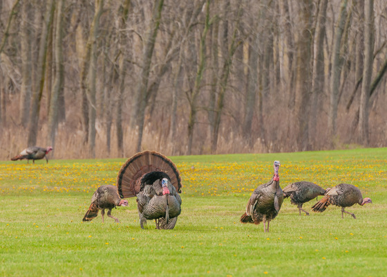 several turkeys in a field with woods in the back