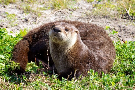 A close up of a river otter sitting on the ground in spring. 