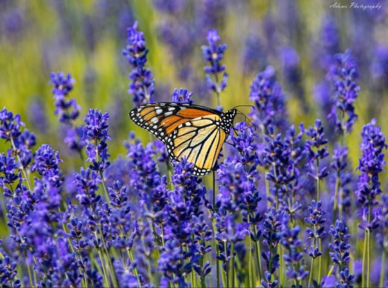 monarh perched on a stalk of lavendar in a field