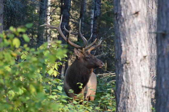 A large bull elk is in the woods through green brush/leaves. 