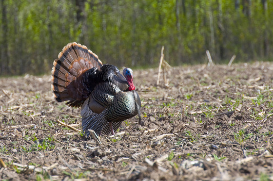 A male turkey stands in a muddy field. 