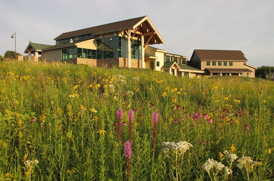 A field native plants and blooming wildflowers is illuminated by bright sunlight. A building is seen sitting on a slight hill in the background.