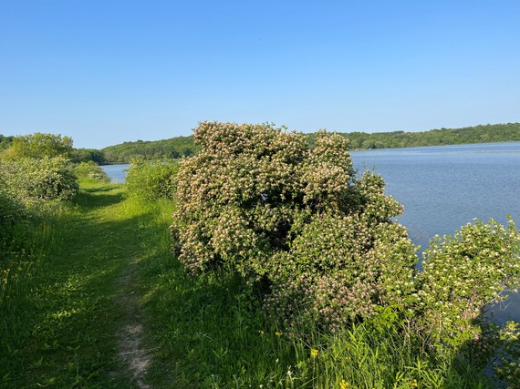 View from a trail along a lake