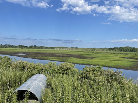 Navarino Wildlife Area is shown with water drained down. 