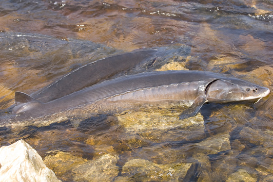 sturgeon spawning in a shallow river's edge