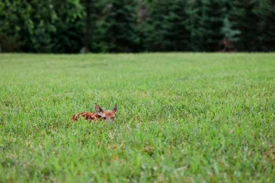 A fawn bedded down in a green, grassy field to avoid detection by potential predators while it waits for its mother. 