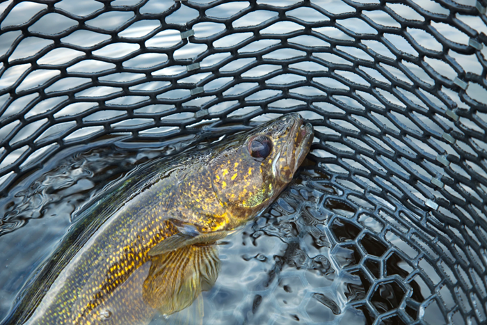 A nice walleye in a black landing net. 