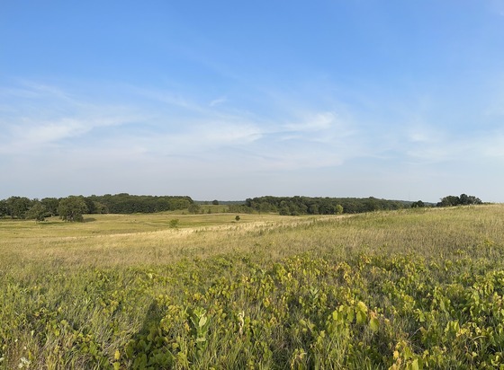 An open prairie with tall, green grasses and dotted with shrubs is seen under a cloudless blue sky. 