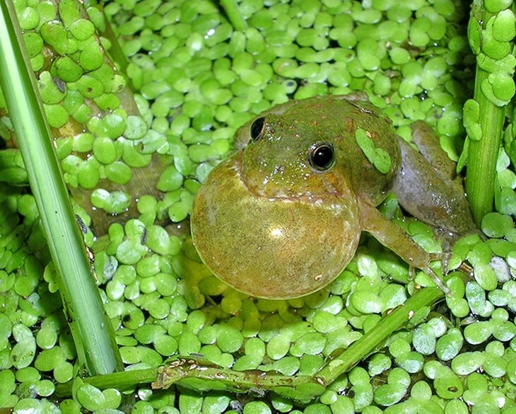 A green Blanchard?s cricket frog in the woods.