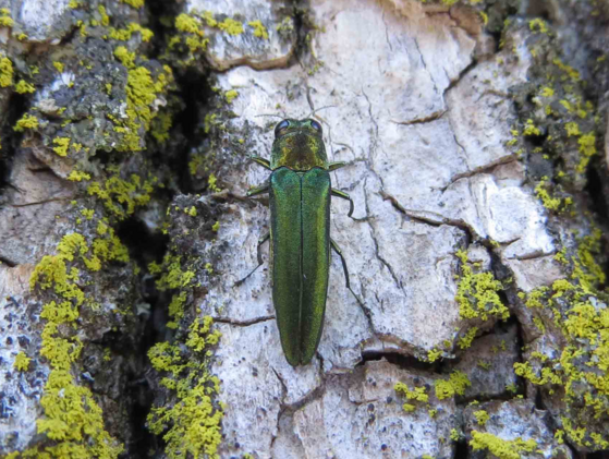 A mature green emerald ash borer crawls on the bark of a tree.