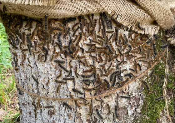 spongy moth larvae on a tree trunk