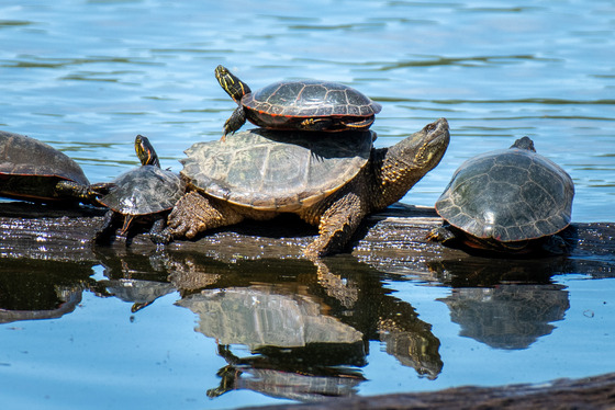 Five turtles, four painted turtles and one snapping turtle, sit on a log in the water.